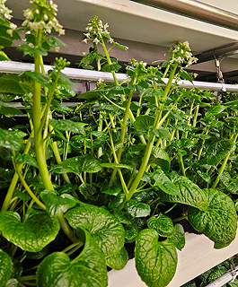 本物のわさびの需要が世界中で高まっている理由