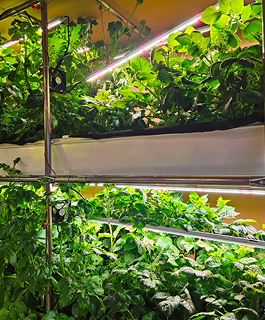 年間600ユニットのわさびを栽培することが農業を変える理由